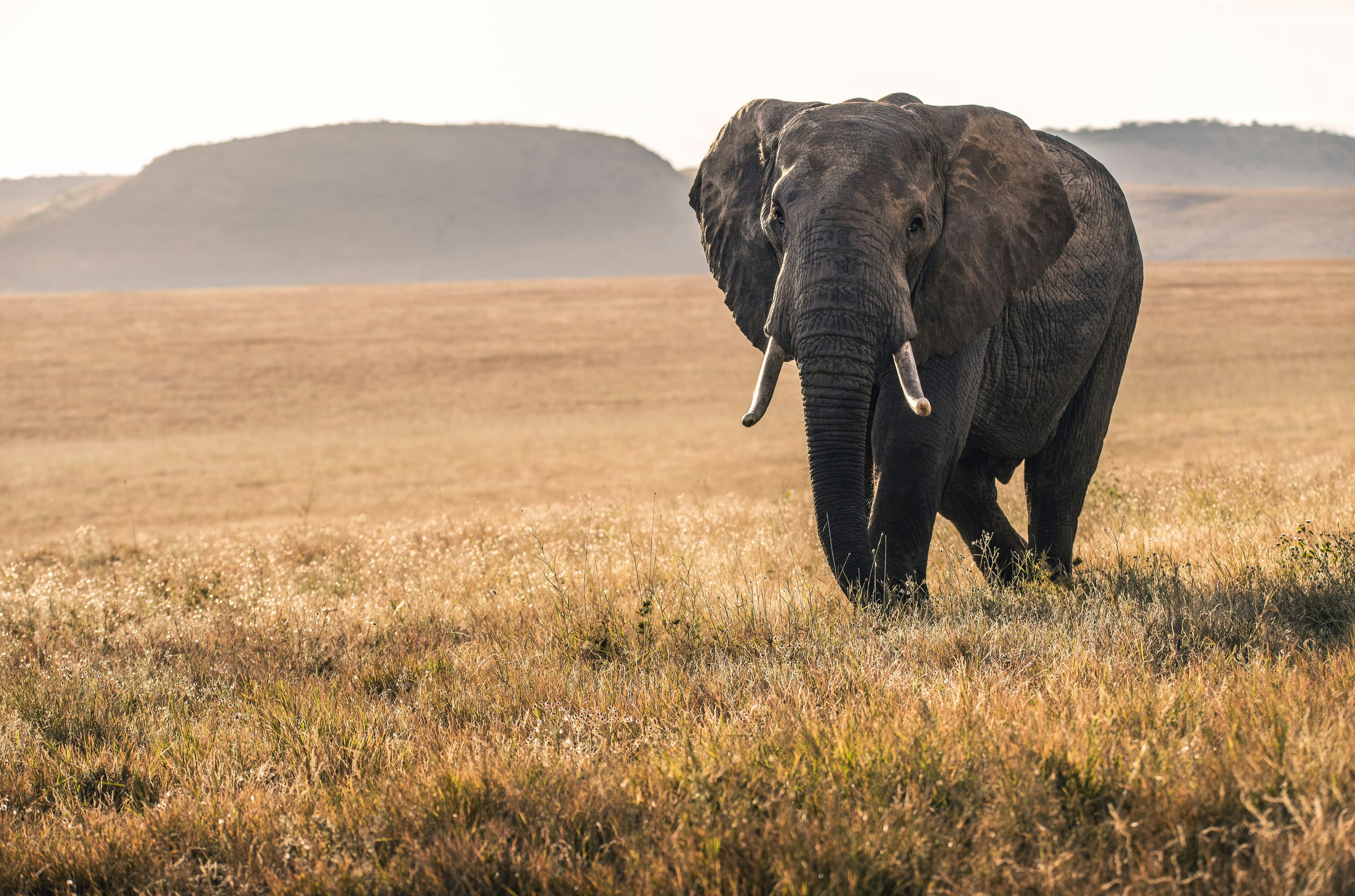 Ghana wildlife safari