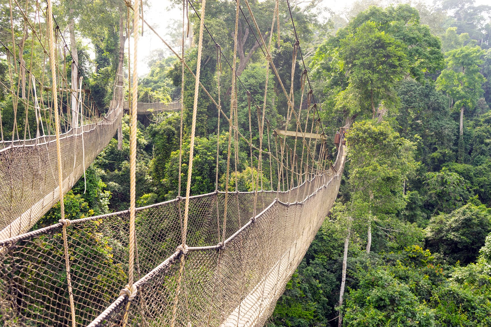 Ghana adventure at Kakum National Park